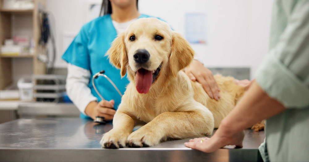 10 Vet Reviewed Reasons You Should Not Spay or Neuter Your Dog