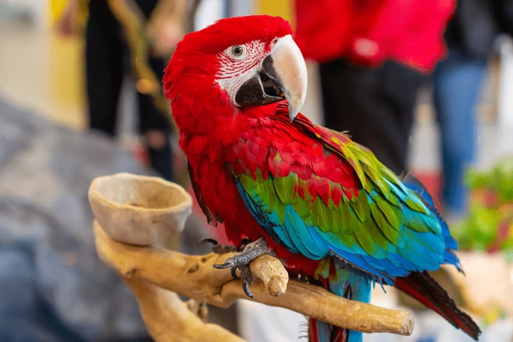 7 Simple Steps to Teach Your Pet Bird to Talk