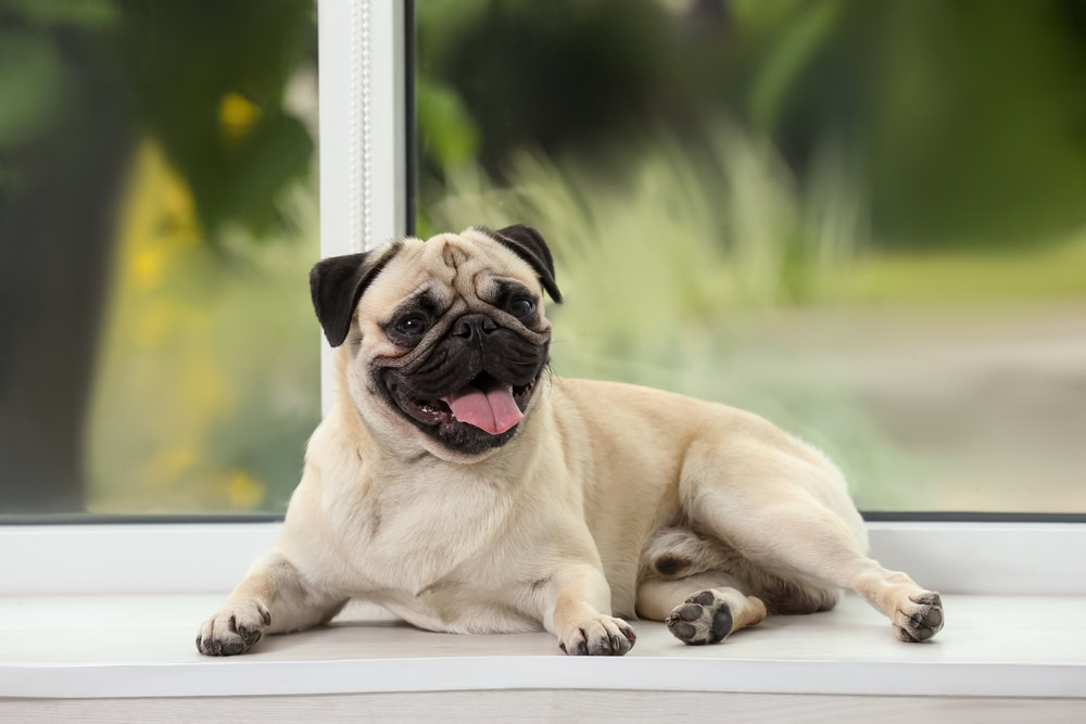 Are Pugs Hypoallergenic? Dog Allergies Explained (Vet-Verified)