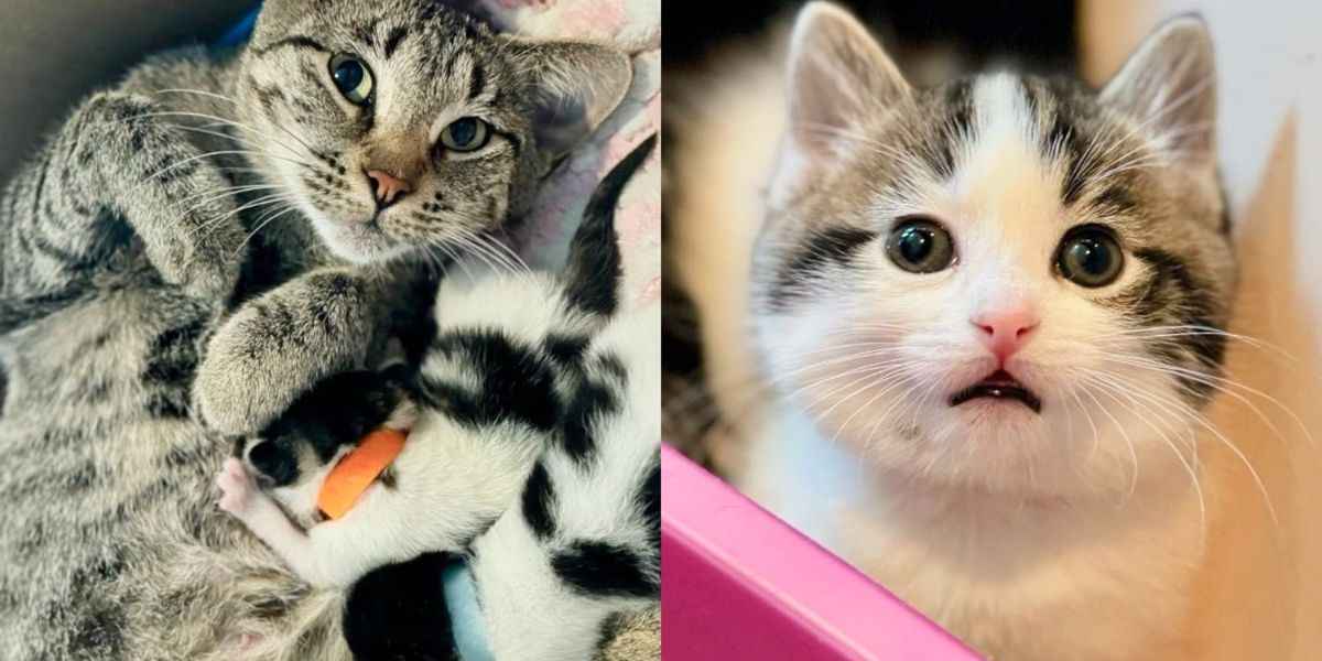 Cat Hides Under a Stool at the Shelter, but on the Night She’s Taken into a Home, They Find Her with Kittens