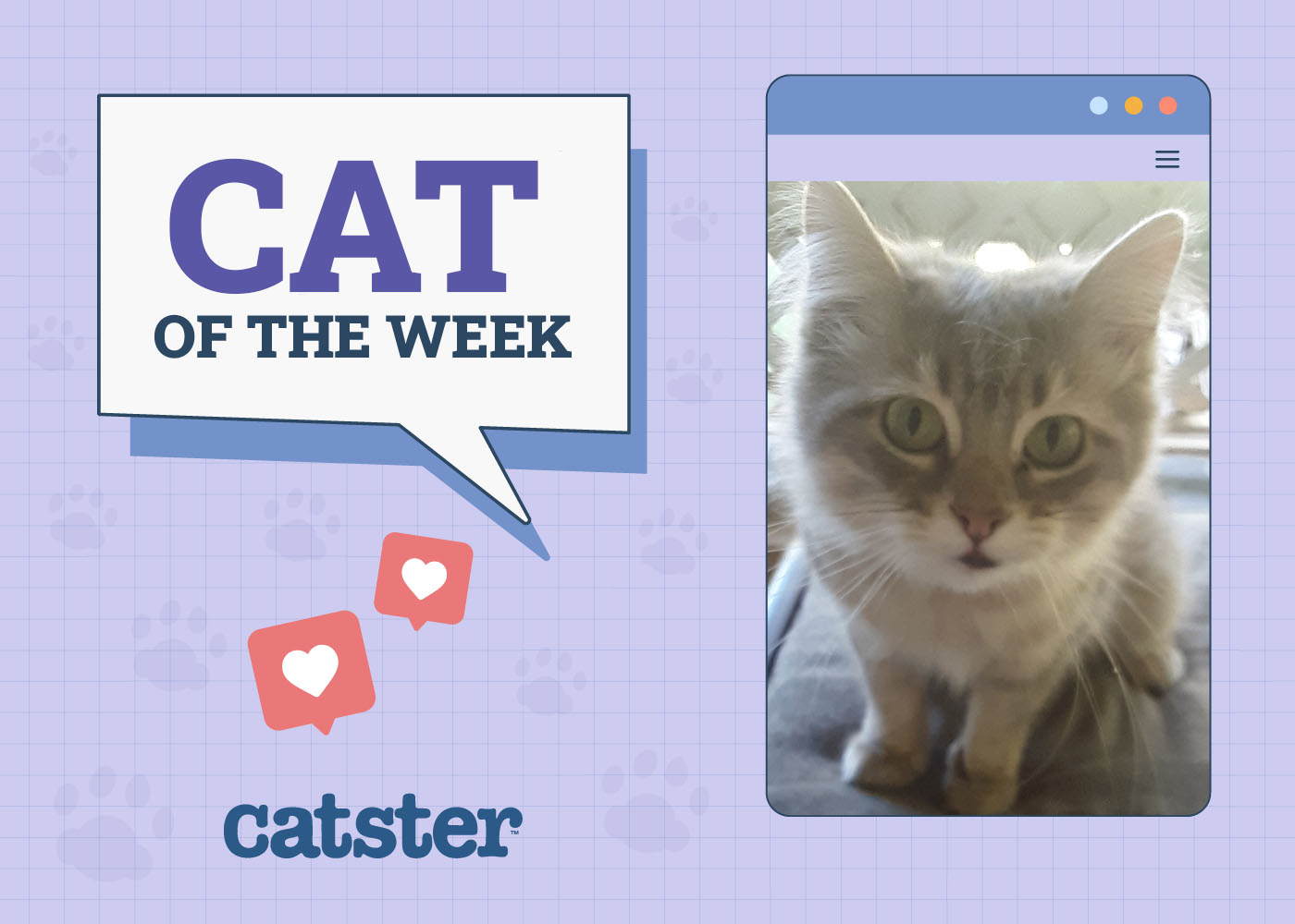 Catster Photo Contest: Cats of the Week Winners (October 25, 2024)