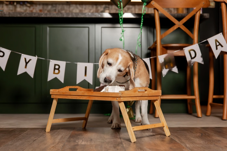 How to Celebrate Your Dog’s Birthday: 8 Fun Ideas