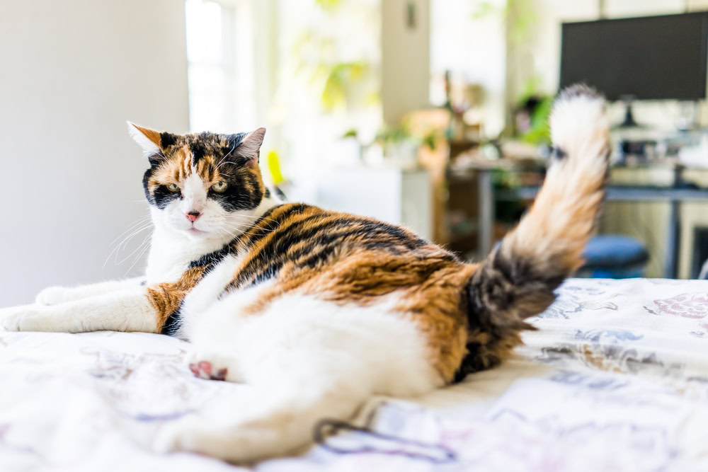 How to Read Your Cat’s Tail Language: What They’re Telling Us