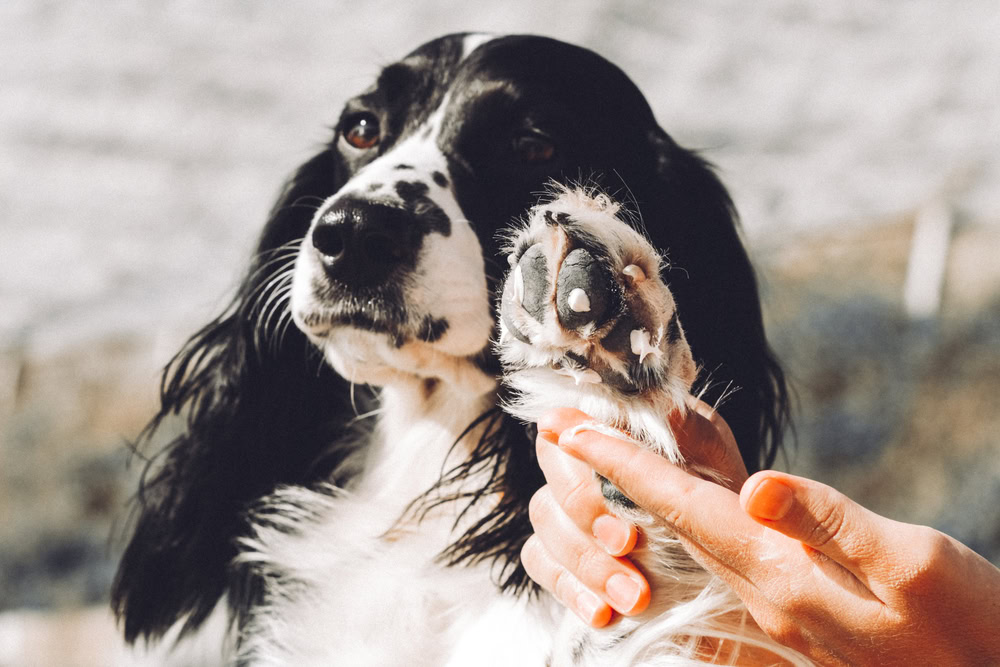 I Stepped on My Dog’s Paw, What Should I Do? Vet Answer