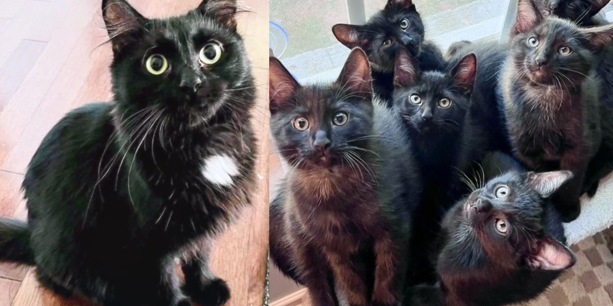 Stray Cat Approaches Kind Stranger, Soon Filling a Home with Her Look-alike ‘Void’ Kittens