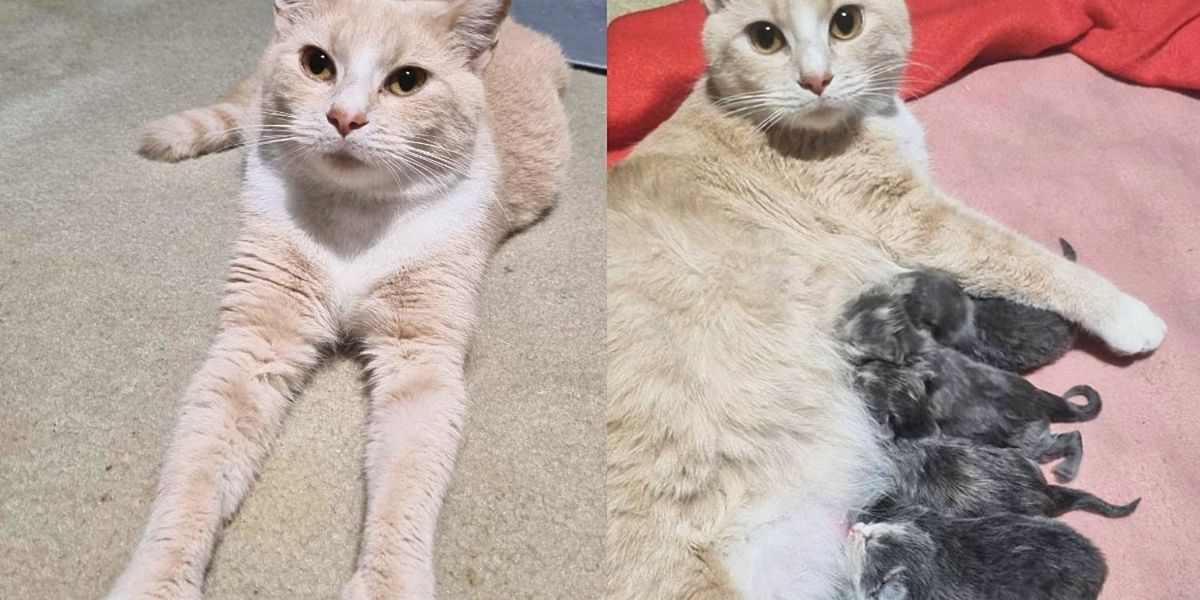 Stray Cat Picks the Right Home for a Meal, Later They Discover She Has Many Kittens to Feed