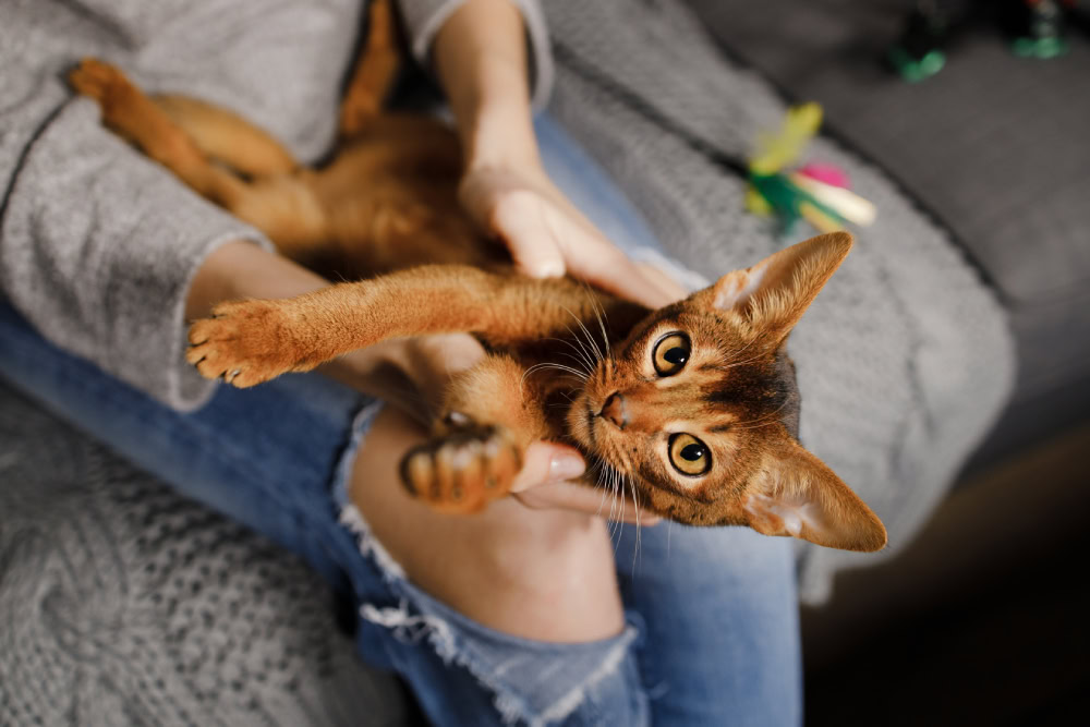 The Most Popular Cat Names That Start With F for Your Four-Legged Friend