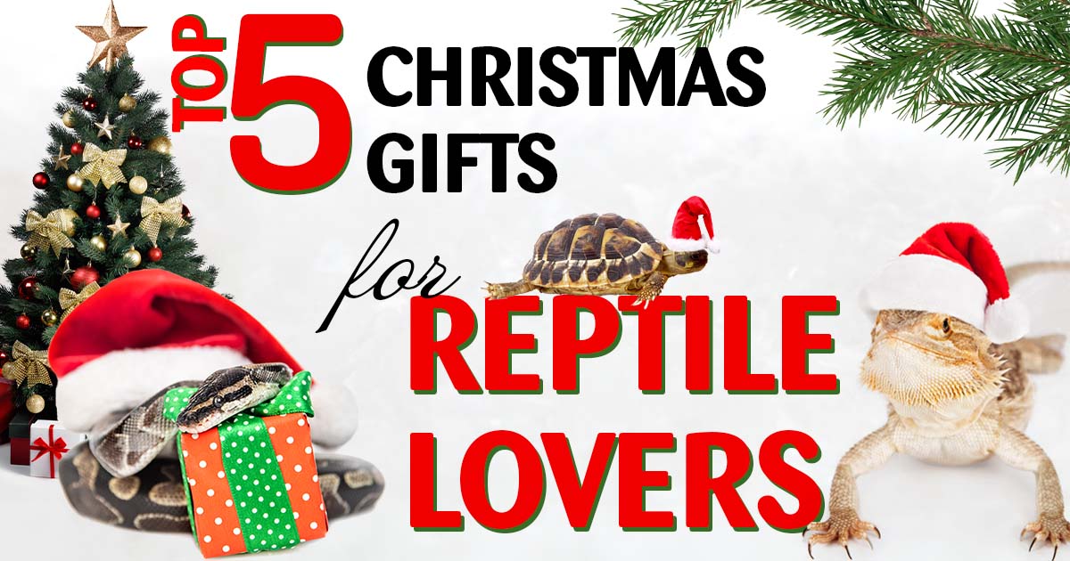 2024 Top 5 Christmas Gifts for Reptile Lovers