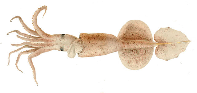 A deep-sea squid with tentacle tips that “swim” on their own