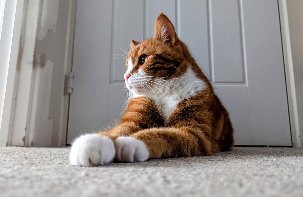 Alex Likes a Fresh Bowl: Litter Box Cleaning with 5 Cats