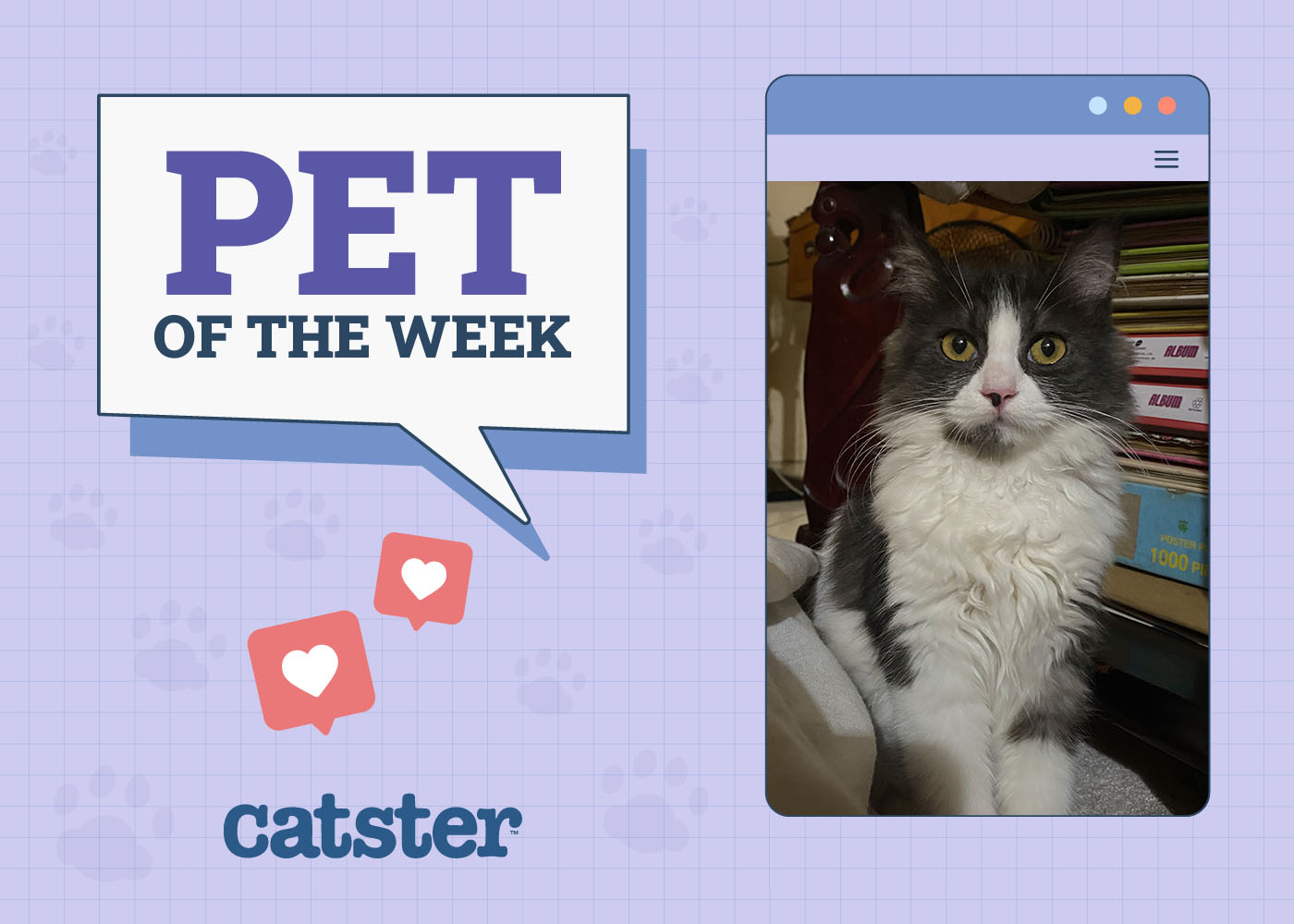 Catster Photo Contest: Cats of the Week Winners (November 1, 2024)