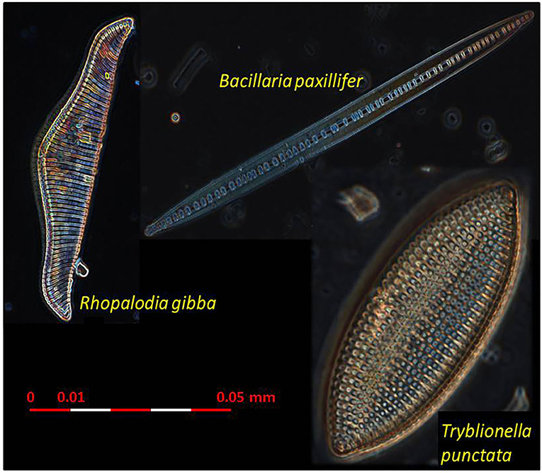 Microscopy – Sample Prep and Tips | Reef Builders