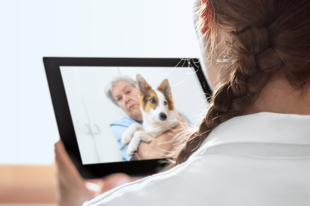 Pet Telehealth: What It Is & How It Works