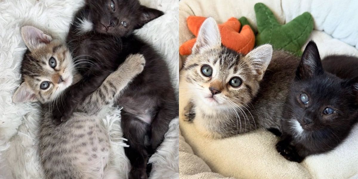 Family Opens Their Home to Shelter Kittens and Quickly Notices How Much They Depend on Each Other