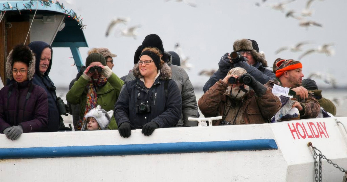 For Fantastic Seabird Spotting, Head to … the Great Lakes?