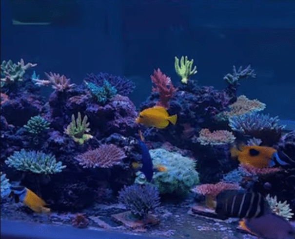 Peninsula Tank – Latest Video Update